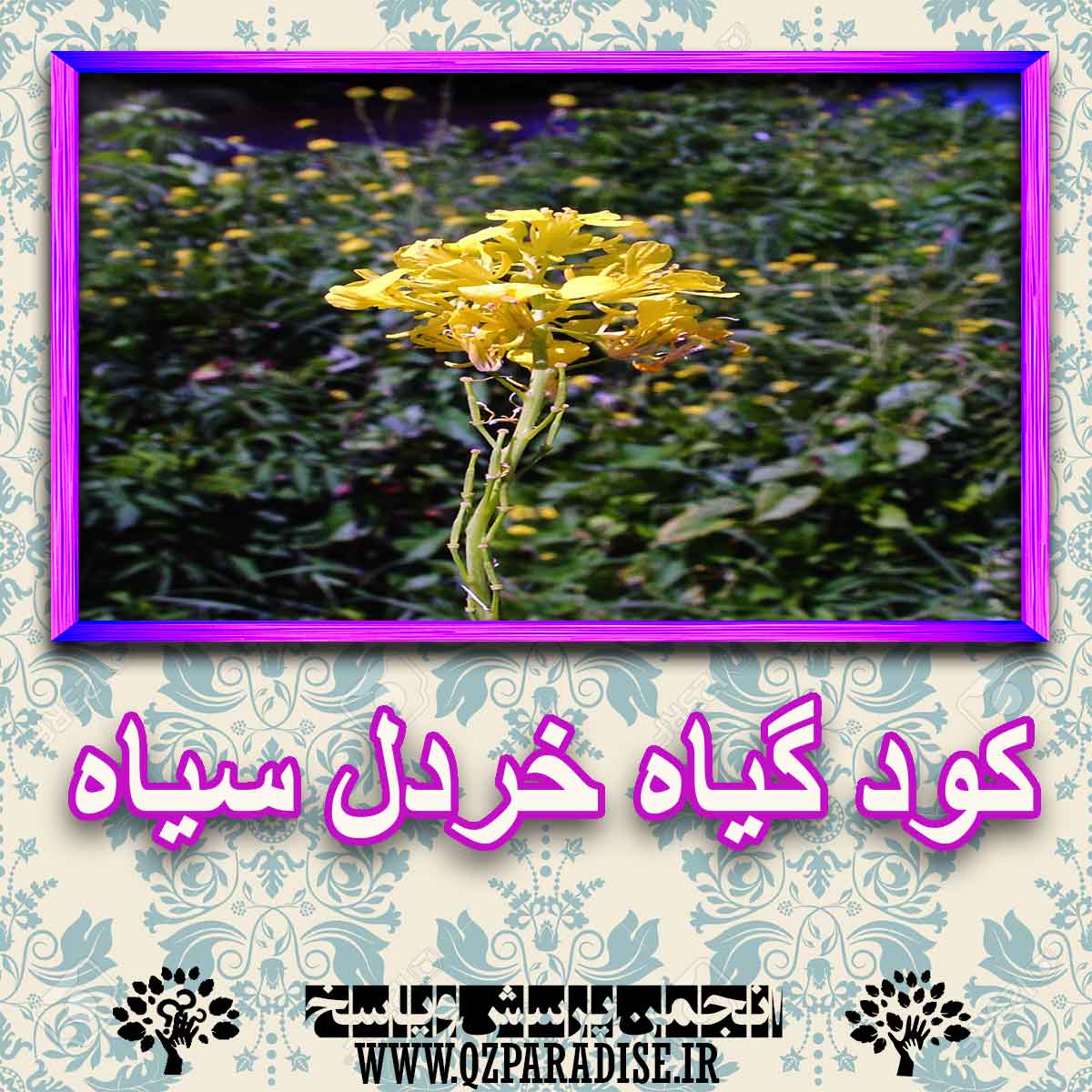 خواص استفاده از کود گیاه خردل سیاه را شرح دهید ؟ cb44aedcac8e7ef34051e4ddbb4510bf92d4da8f 227 - خواص استفاده از کود گیاه خردل سیاه را شرح دهید ؟