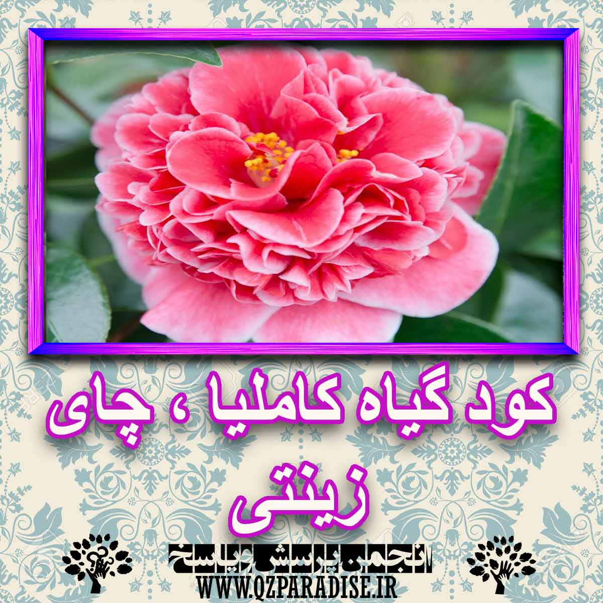 کود مناسب گیاه کاملیا ، چای زینتی چیست و چه خاصیتی دارد؟ cb830b2e1400b6d8985c4eb0b4bffac8699e86bb 227 - کود مناسب گیاه کاملیا ، چای زینتی چیست و چه خاصیتی دارد؟