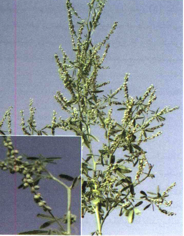 کود مناسب گیاه یونجه زرد هندی ، یونجه زرد یکساله چیست و چه خاصیتی دارد؟ cb85f5aabadd0004f19242300c354908e1a1b520 14 - کود مناسب گیاه یونجه زرد هندی ، یونجه زرد یکساله چیست و چه خاصیتی دارد؟