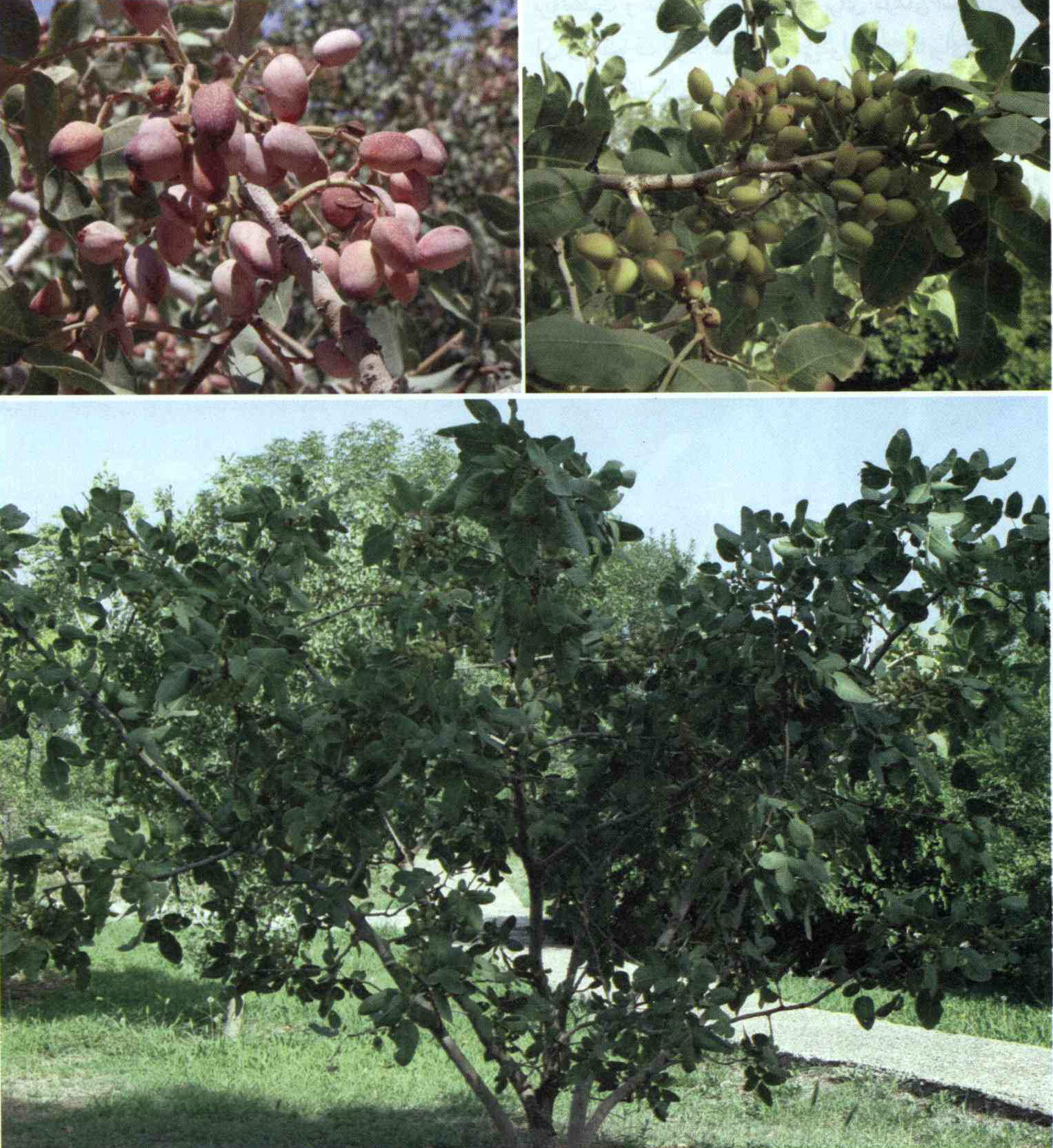 خواص استفاده از کود درخت پسته را شرح دهید ؟ cc5333547e5aa98157726dd69ef212e64081049a 14 - خواص استفاده از کود درخت پسته را شرح دهید ؟