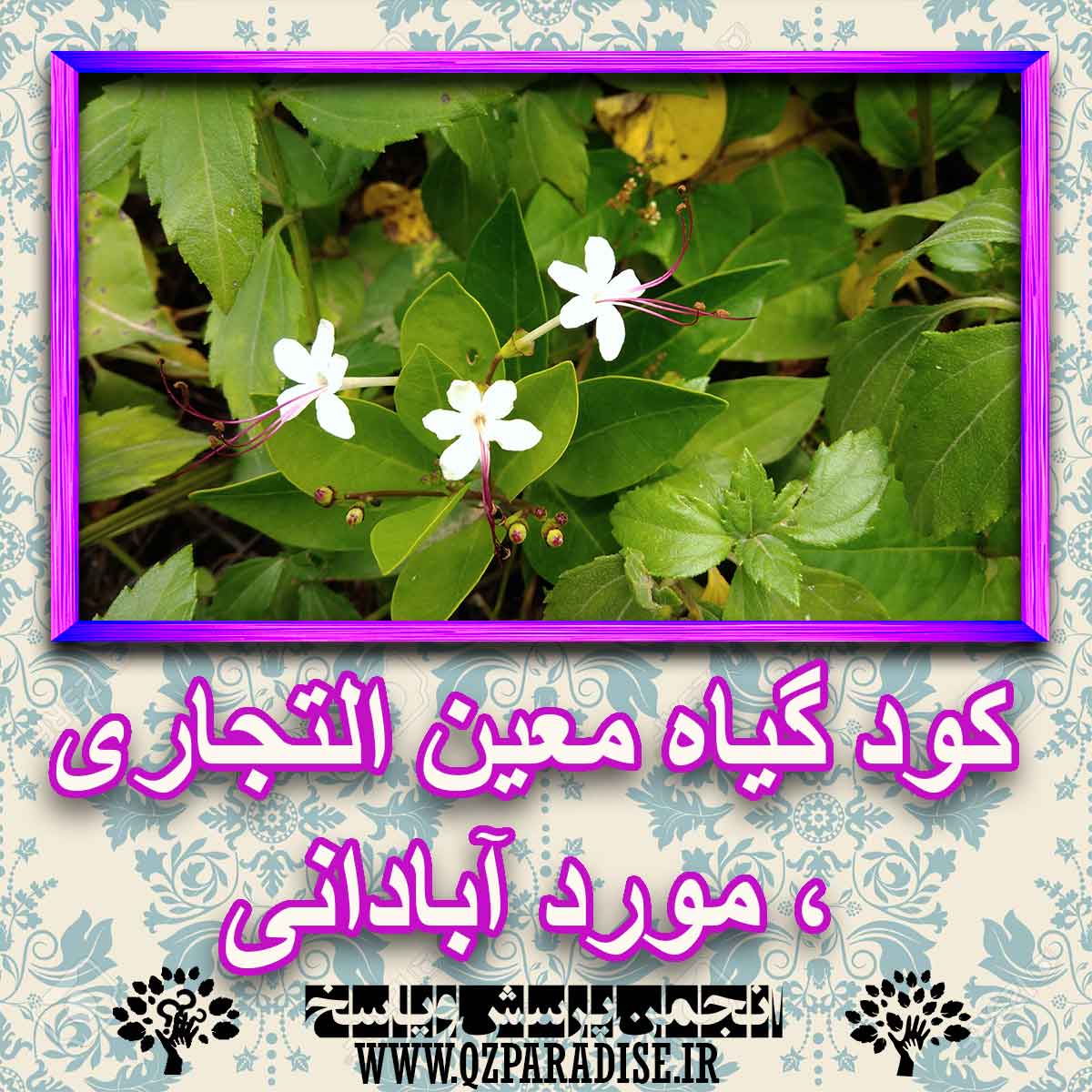 کود مناسب گیاه معین التجاری ، مورد آبادانی چیست و چه خاصیتی دارد؟ cc77f95b64f1a7b0e17c8a1096bcb6682d85e0e6 227 - کود مناسب گیاه معین التجاری ، مورد آبادانی چیست و چه خاصیتی دارد؟