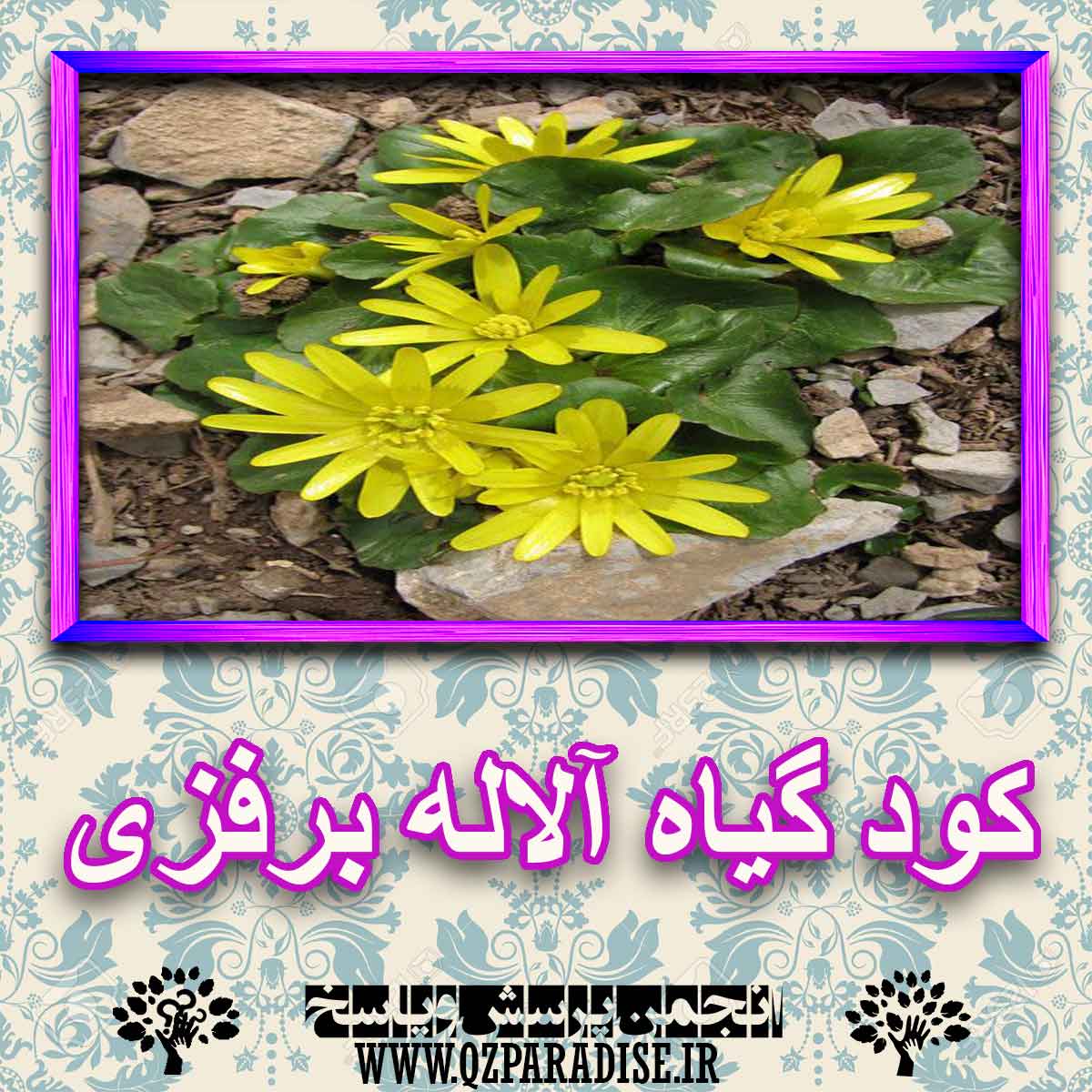 کود مناسب گیاه آلاله برفزی چیست و چه خاصیتی دارد؟ ccb6ab1eed8a7a89e85e1123f4a9d429ce95c338 227 - کود مناسب گیاه آلاله برفزی چیست و چه خاصیتی دارد؟