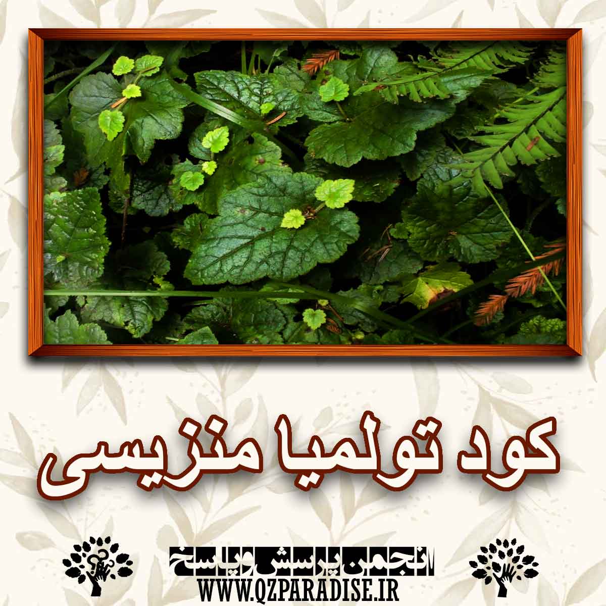 ccc4ac5eb1e1958942d30f73ca65647c60318452 147 - کود مناسب گیاه تولمیا منزیسی را شرح دهید ؟