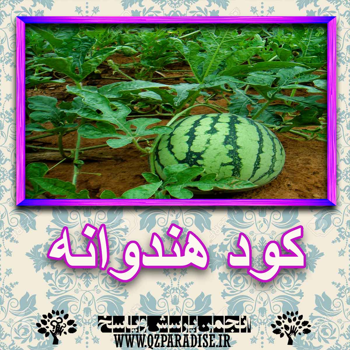 خواص استفاده از گیاه هندوانه را شرح دهید ؟ cce2e1299ae7b15d7694d1213e4f0ead6ff302cd 227 - خواص استفاده از گیاه هندوانه را شرح دهید ؟