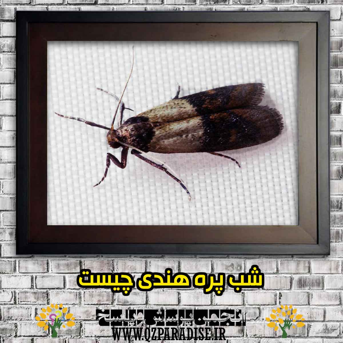 سوسک شب پره هندی چیست و آن را معرفی کنید؟ cd62644aa9dc5992e313ef74d9c49ce8476b7256 147 - سوسک شب پره هندی چیست و آن را معرفی کنید؟