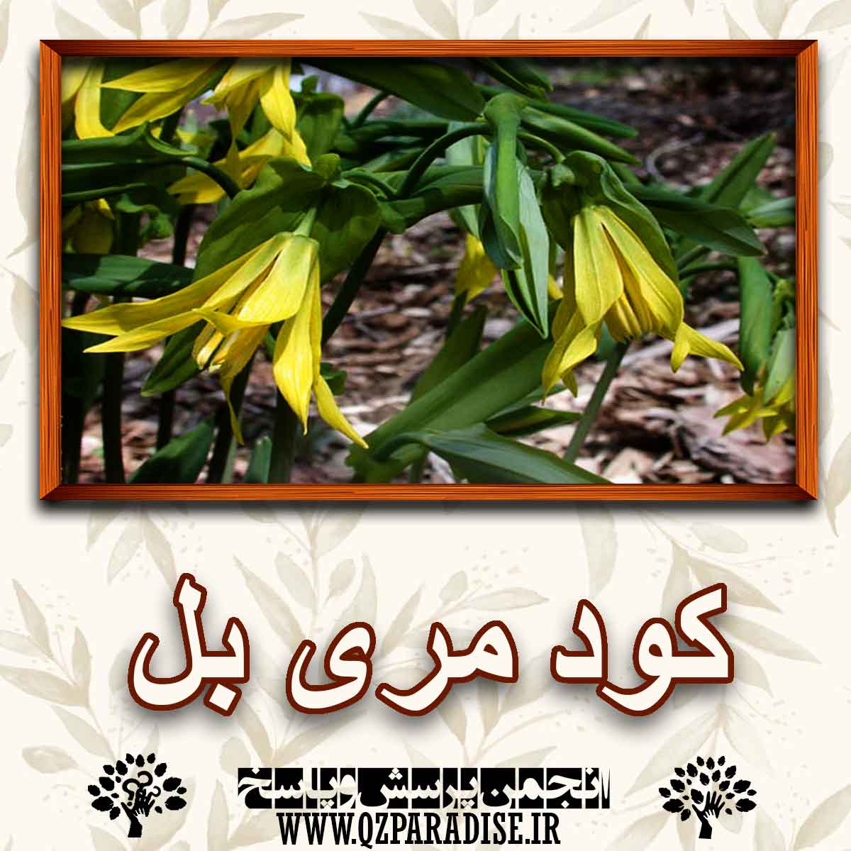 خواص کود گل مری بل را شرح دهید ؟ cdc11ddae620d70e1347248a86c1778259e337bb 227 - خواص کود گل مری بل را شرح دهید ؟