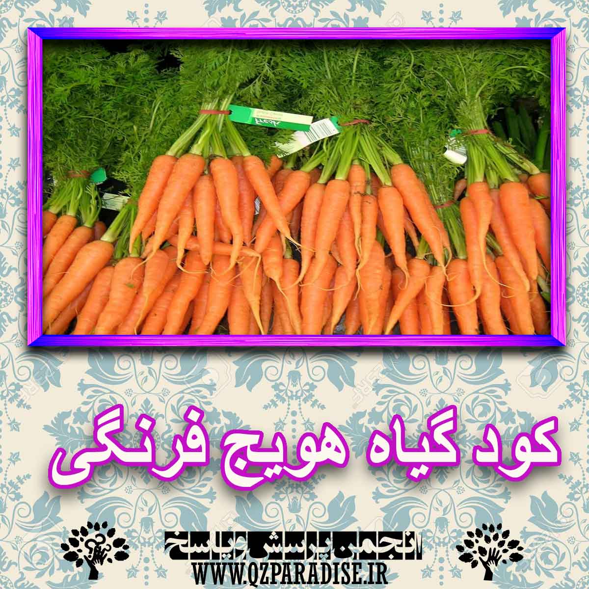 کود مناسب گیاه هویج فرنگی چیست و چه خاصیتی دارد؟ ce304050ae4c9e5cfa5eab235976cde3457bba05 227 - کود مناسب گیاه هویج فرنگی چیست و چه خاصیتی دارد؟