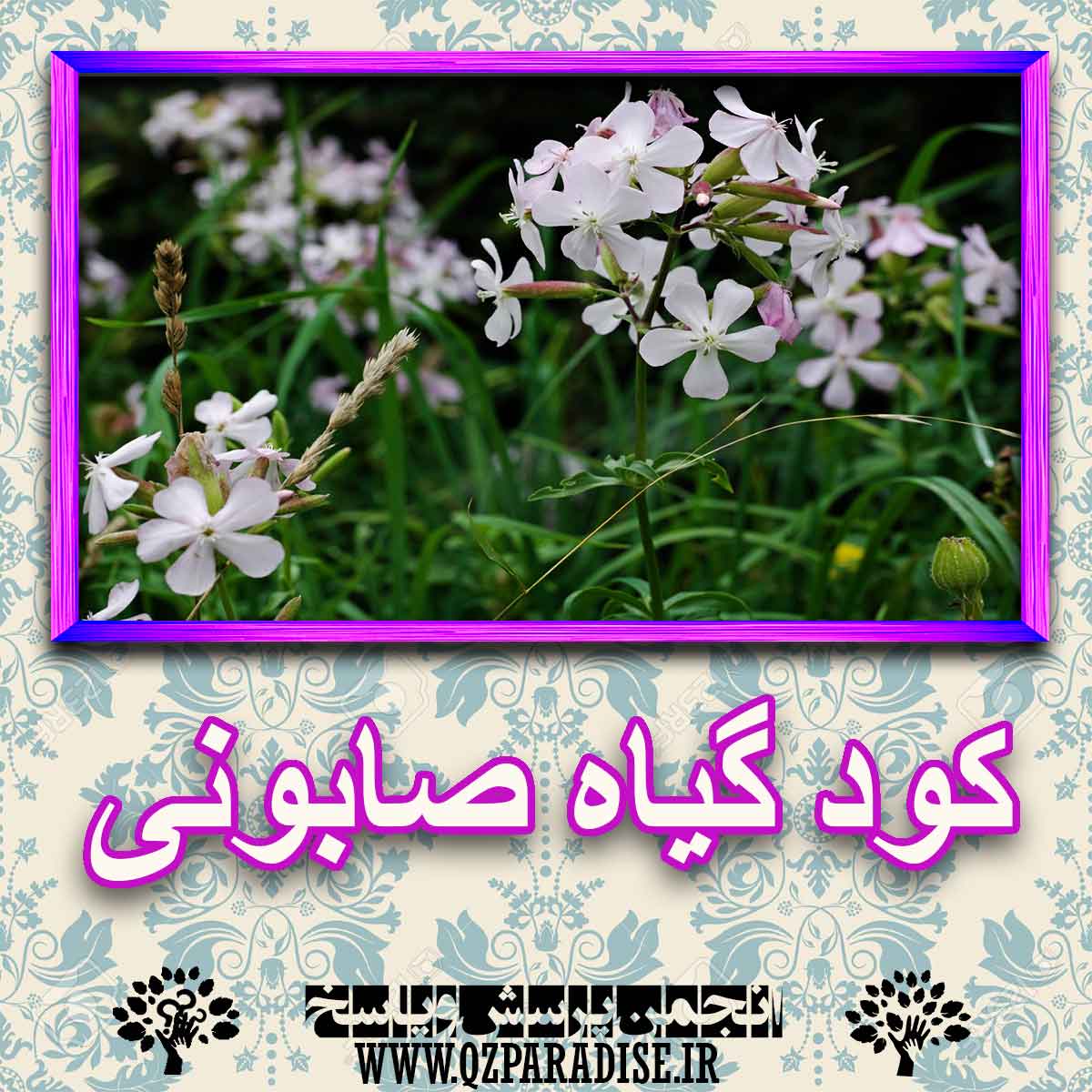 خواص استفاده از کود گیاه صابونی شرح دهید ؟ cedabe71b12d85de929e15215a0dced6cfb427f3 227 - خواص استفاده از کود گیاه صابونی شرح دهید ؟