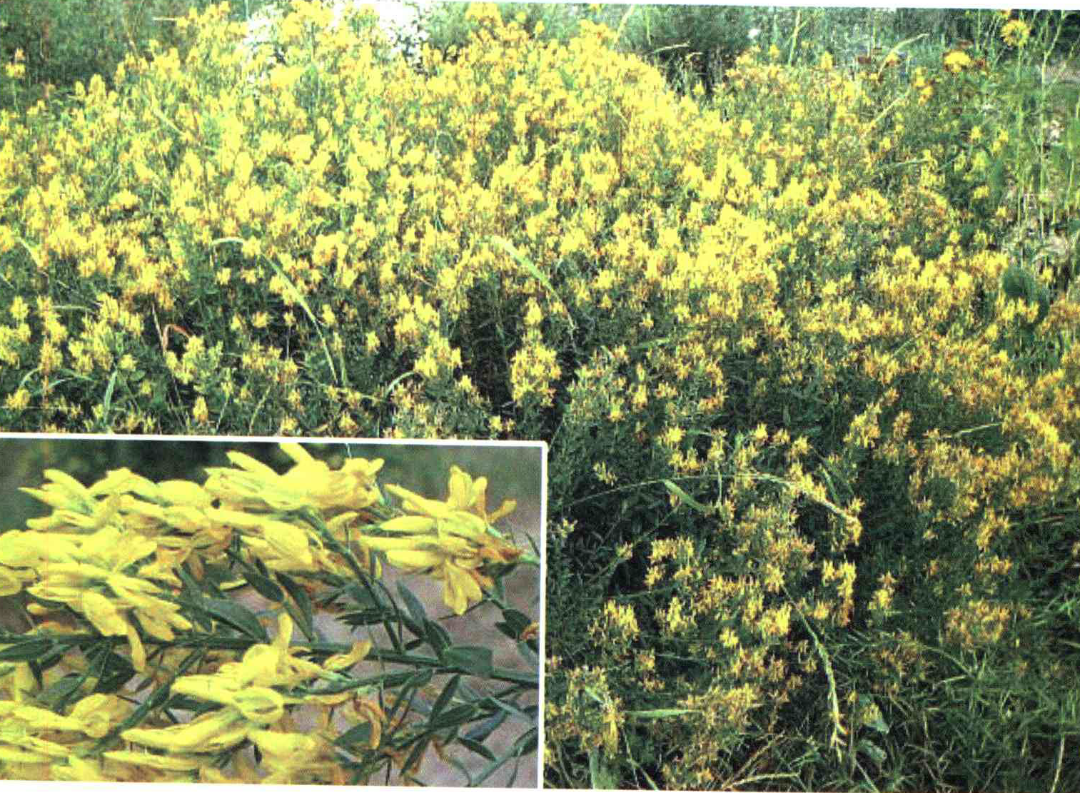 کود مناسب گیاه رنگین زرد چیست و چه خاصیتی دارد؟ cf0416cc63a6fb9c805f25f97eabed66d6406920 14 - کود مناسب گیاه رنگین زرد چیست و چه خاصیتی دارد؟