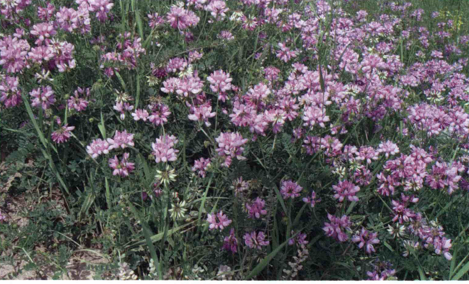 کود مناسب گیاه یونجه باغی ، یونجه تاجی چیست و چه خاصیتی دارد؟ cf52abab06aa976fe5878fca7e7352ddb3b9f60e 14 - کود مناسب گیاه یونجه باغی ، یونجه تاجی چیست و چه خاصیتی دارد؟