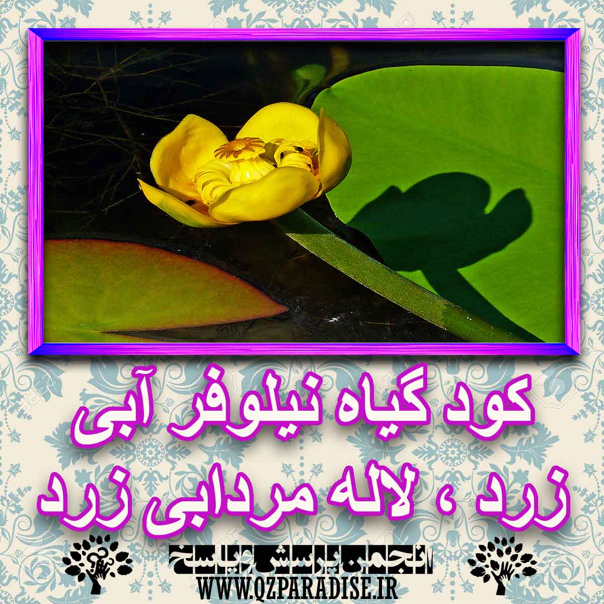 d02cbc0f5e2eb8d3dae2d079bf9e2fd6c65b12ce 227 - خواص استفاده از گیاه نیلوفر آبی زرد لاله مردابی زرد شرح دهید ؟