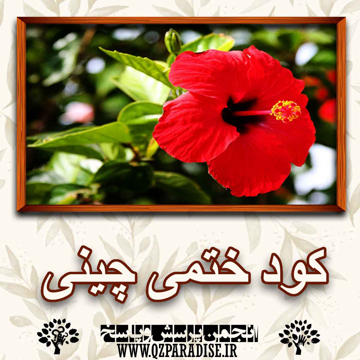 d072360081bdc014248f3548cab722701ccbbd67 147 - کود مناسب گیاه ختمی چینی  را شرح دهید ؟