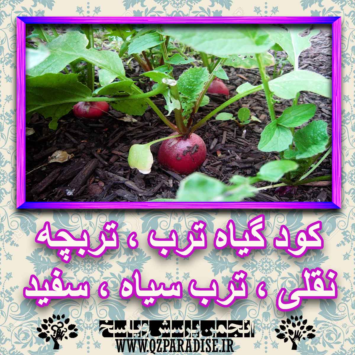 خواص استفاده از کود گیاه ترب ، تربچه نقلی ، ترب سیاه ، سفید را شرح دهید ؟ d0ca6e26df44f6126f157f8eaa97c75045ab5755 227 - خواص استفاده از کود گیاه ترب ، تربچه نقلی ، ترب سیاه ، سفید را شرح دهید ؟