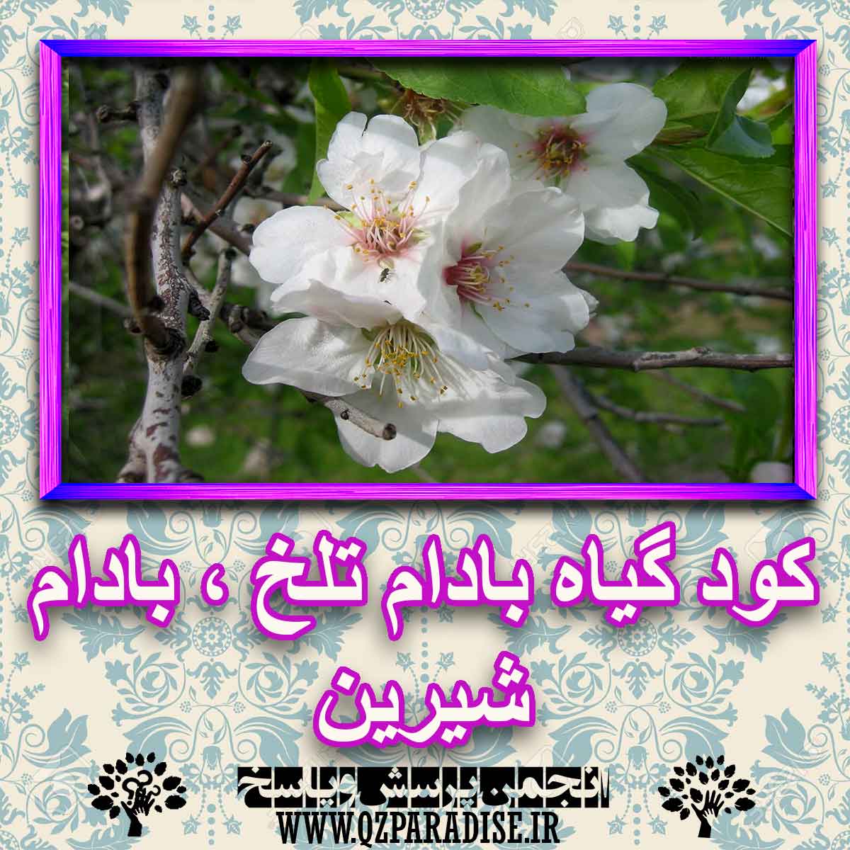 کود مناسب گیاه بادام تلخ ، بادام شیرین چیست و چه خاصیتی دارد؟ d0f8a983a5ea76b2d358f0077703a057ca450304 227 - کود مناسب گیاه بادام تلخ ، بادام شیرین چیست و چه خاصیتی دارد؟