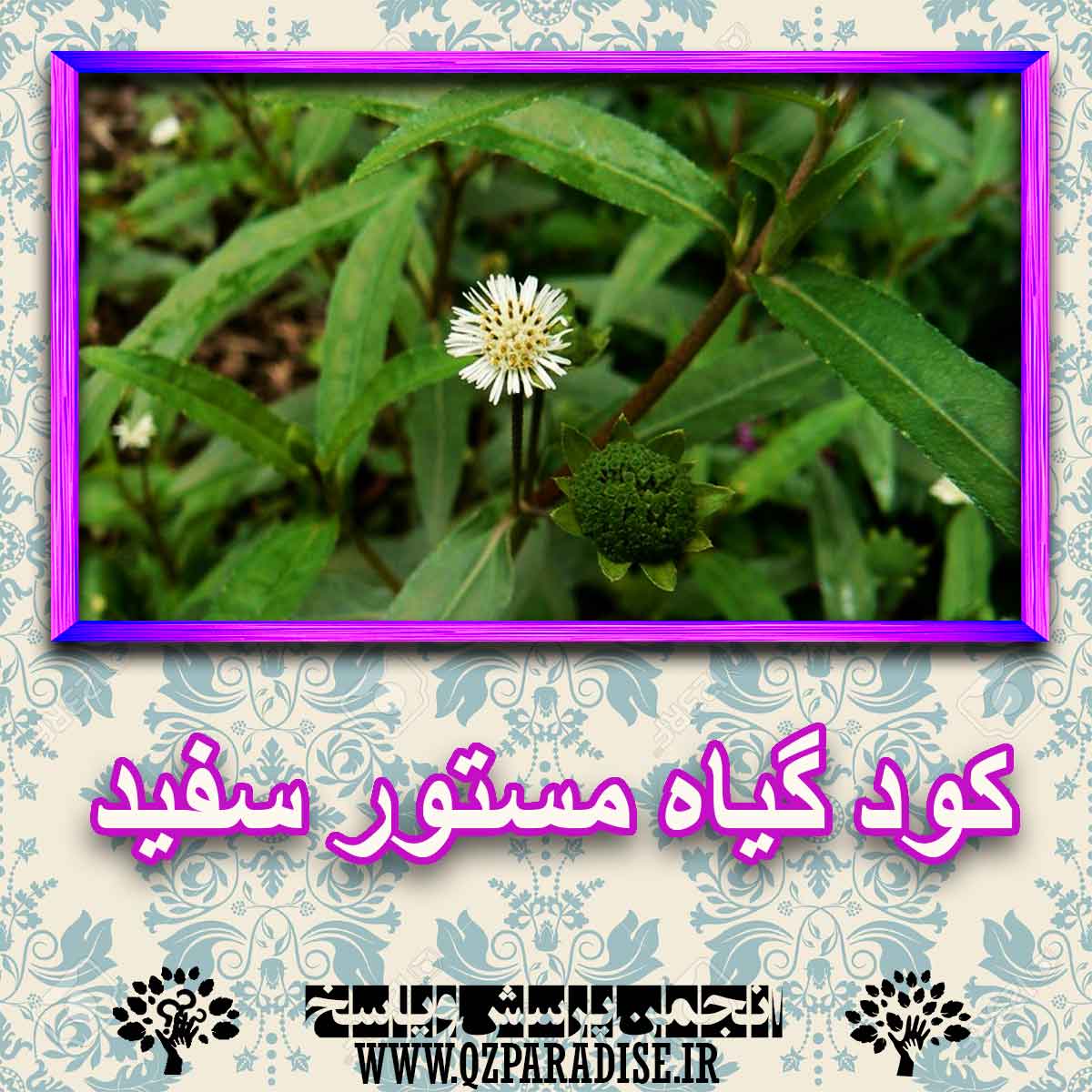 خواص استفاده از گیاه مستور سفید را شرح دهید ؟ d10168cc456cce94f240a1db584a9aa2d59ddeec 227 - خواص استفاده از گیاه مستور سفید را شرح دهید ؟