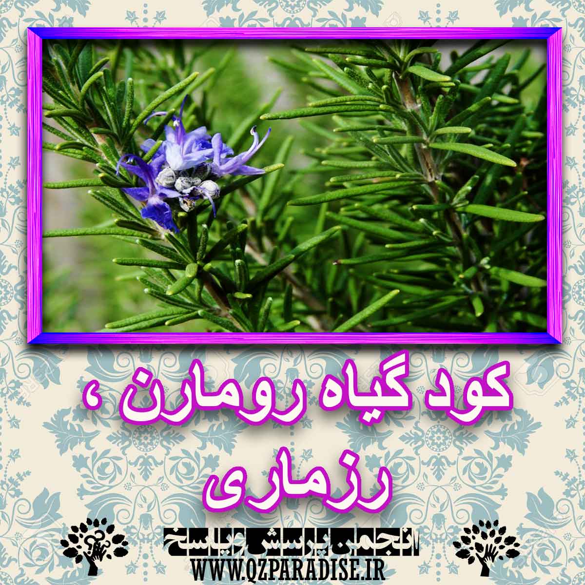 خواص استفاده از گیاه-رومارن-رزماری را شرح دهید ؟ d15affccada95c3f7dc6b8f0e00be7ffc53e7c3d 227 - خواص استفاده از گیاه-رومارن-رزماری را شرح دهید ؟