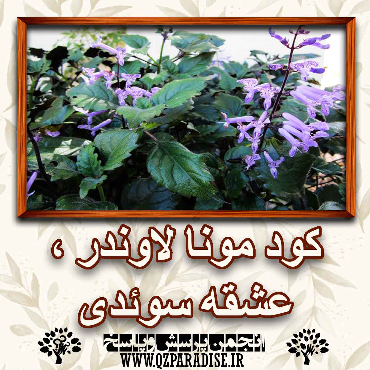 خواص کود گیاه مونا لاوندر یا عشقه سوئدی را شرح دهید ؟ d1920bec6a4ab871a04ce2f1ab81d6c026d4a53d 227 - خواص کود گیاه مونا لاوندر یا عشقه سوئدی را شرح دهید ؟