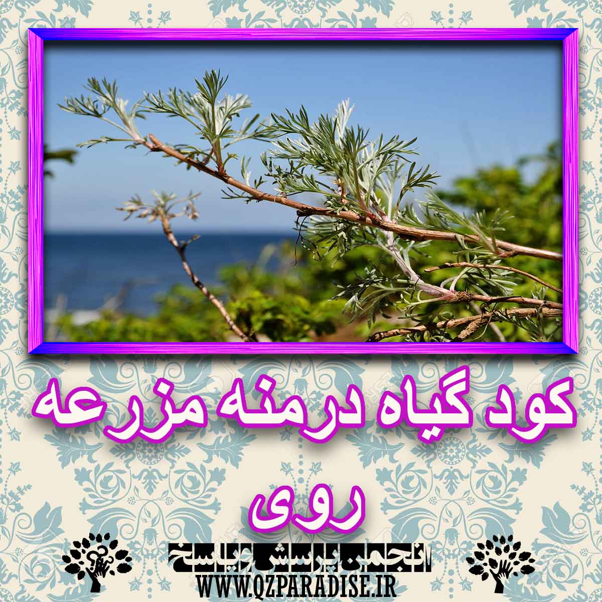 d19b47ad73071d8a1df8ba317dcd7c3676efe13d 227 - خواص استفاده از کود گیاه درخت درمنه مزرعه روی را شرح دهید ؟