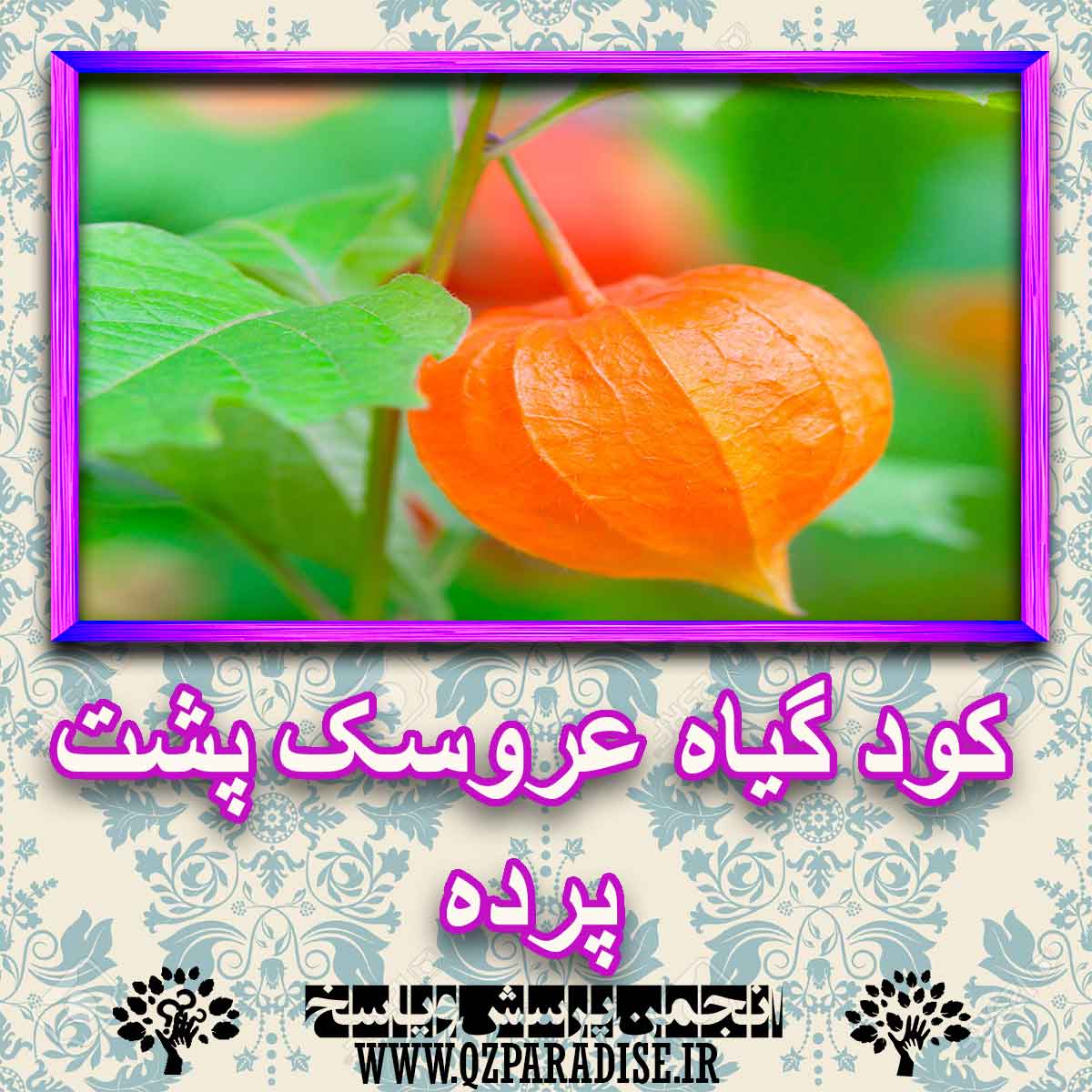 کود مناسب گیاه عروسک پشت پرده چیست و چه خاصیتی دارد؟ d1b42a62f8f0f353b4b21089ac52444d46a03d42 227 - کود مناسب گیاه عروسک پشت پرده چیست و چه خاصیتی دارد؟