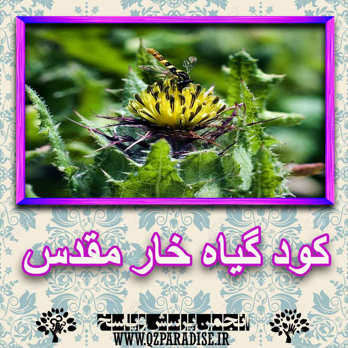 خواص استفاده از کود گیاه خار مقدس را شرح دهید ؟ d280d2892206fe62333e3737293e97afe61f5758 227 - خواص استفاده از کود گیاه خار مقدس را شرح دهید ؟