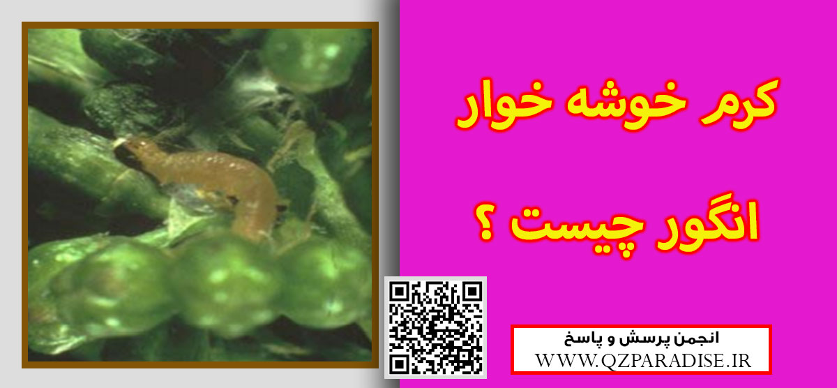 d2e81dc368f0adc78c3fc2d844b9cfd5a57fe4ec 9 - منظور از آفت کرم خوشه خوار انگور چیست و چگونه می توان با آن مبارزه کرد ؟