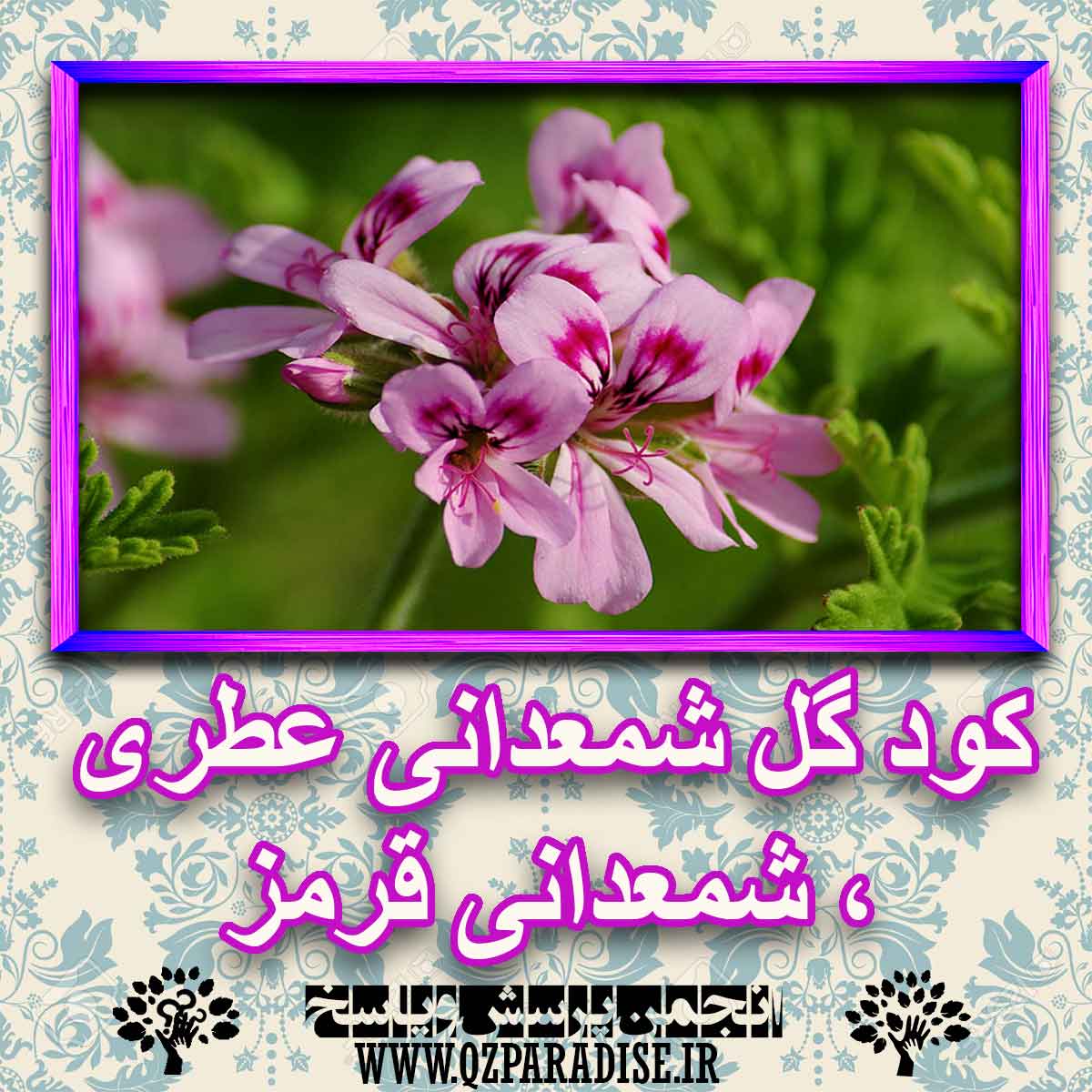 خواص استفاده از کود گل شمعدانی عطری، شمعدانی قرمز را شرح دهید ؟ d345780e8eaf1f98231f91ffc141cf77f098e8b3 227 - خواص استفاده از کود گل شمعدانی عطری، شمعدانی قرمز را شرح دهید ؟