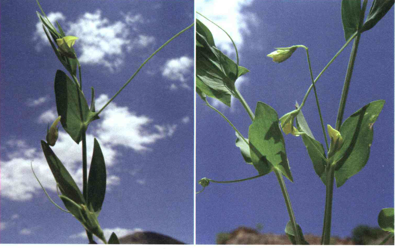 کود مناسب گیاه خلر بی برگ چیست و چه خاصیتی دارد؟ d4368709609fa0acedf3e4cbc212cb2f8972541d 14 - کود مناسب گیاه خلر بی برگ چیست و چه خاصیتی دارد؟