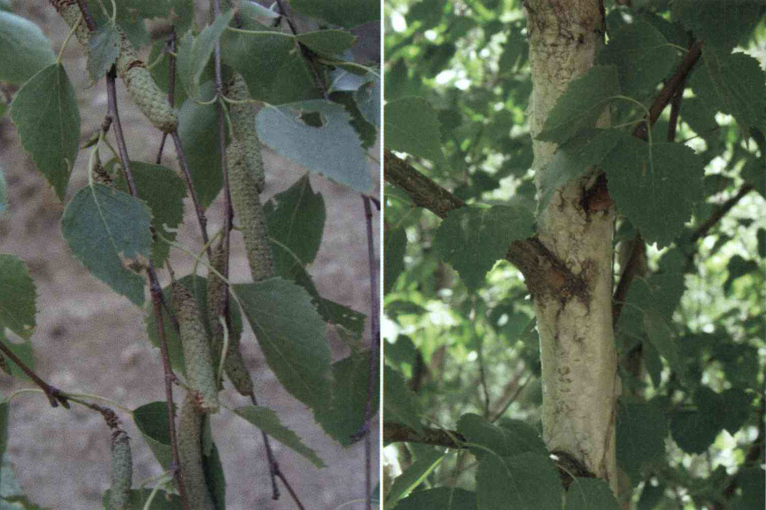 خواص استفاده از کود گیاه توس ، غان را شرح دهید ؟ d45bb4876a9dced11007fcd8b78976c64afa652b 14 - خواص استفاده از کود گیاه توس ، غان را شرح دهید ؟