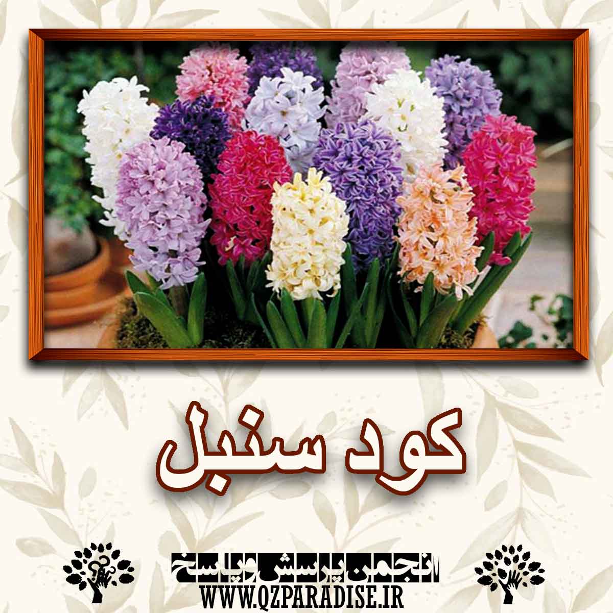 کود مناسب گل سنبل را شرح دهید ؟ d47f4d4aa60045bd54b0222f8cea531421cc0618 147 - کود مناسب گل سنبل را شرح دهید ؟