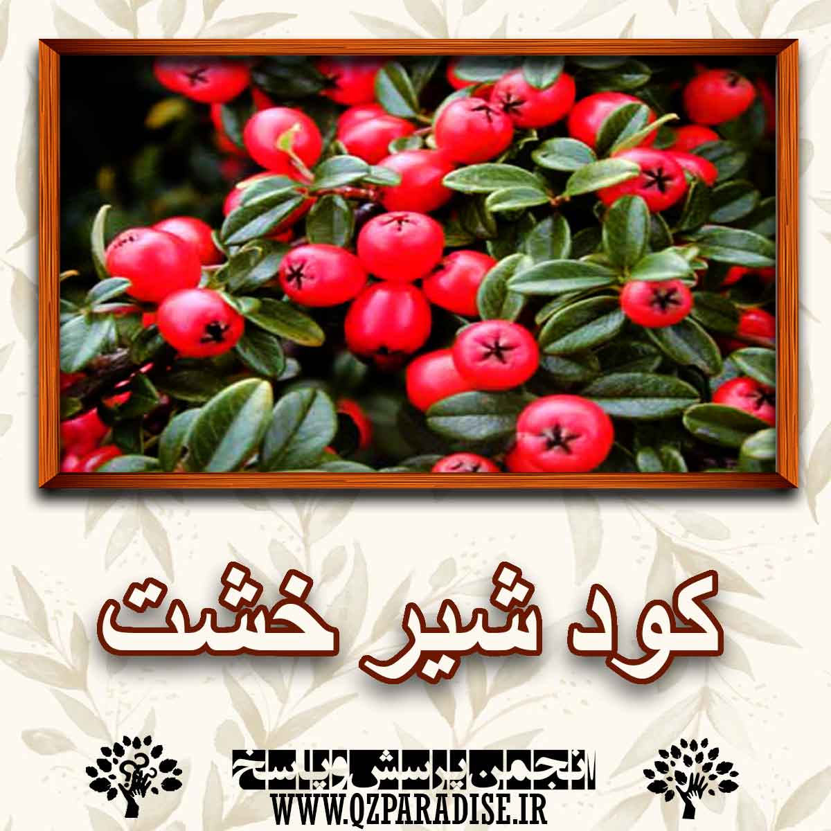 کود مناسب گیاه شیر خشک را شرح دهید ؟ d4e8236809f2d95a24e7d33f9fec9b6dea82d92f 147 - کود مناسب گیاه شیر خشک را شرح دهید ؟