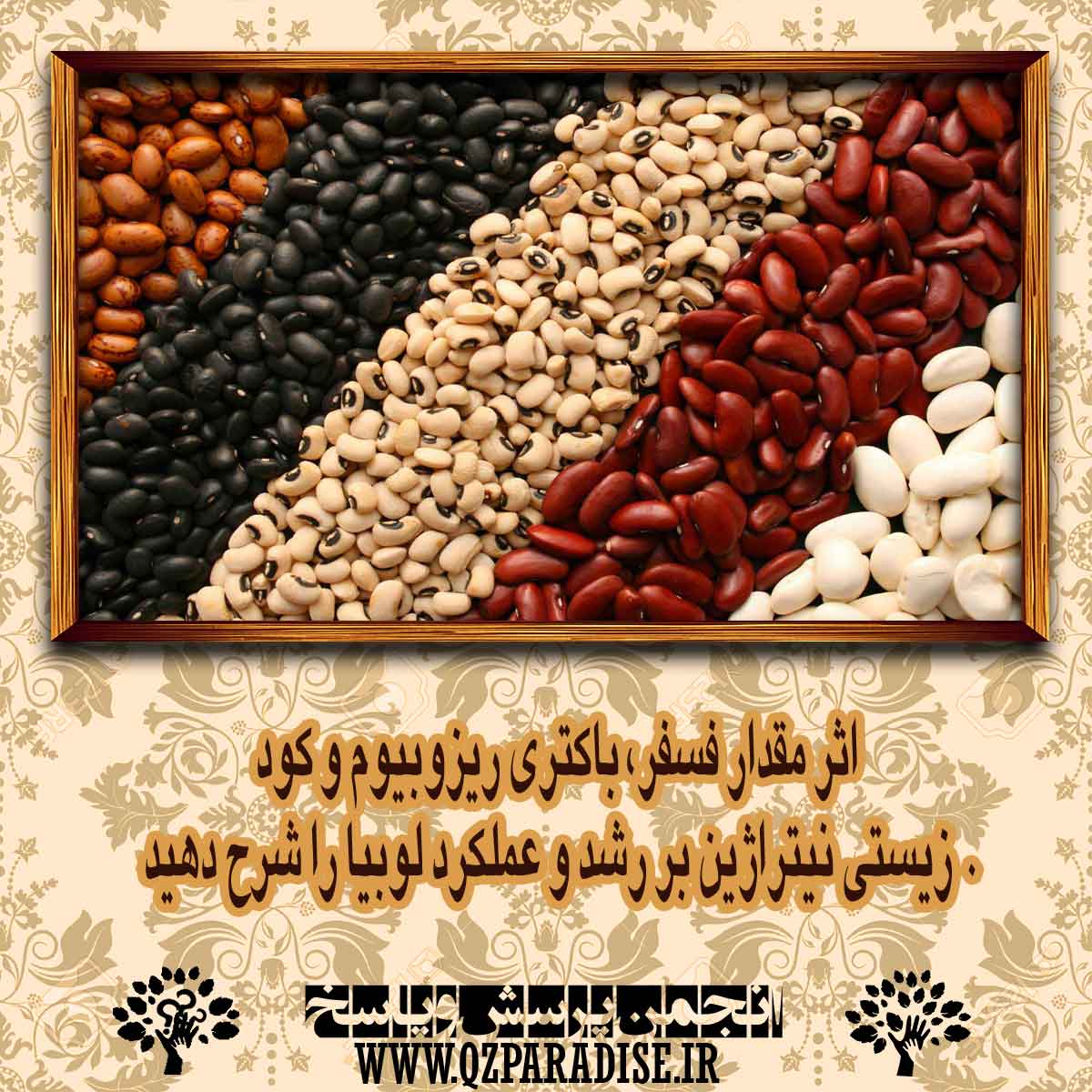 اثر مقدار فسفر، باكتري ريزوبيوم و كود زيستي نيتراژين بر رشد و عملكرد لوبيا را شرح دهید . d4e96f5b0815eb86a4b31a1063c78b5a260e30bf 14 - اثر مقدار فسفر، باكتري ريزوبيوم و كود زيستي نيتراژين بر رشد و عملكرد لوبيا را شرح دهید .