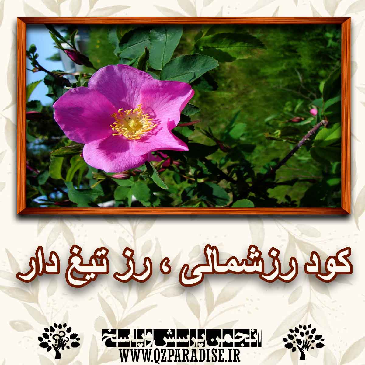 کود مناسب گیاه رز شمالی ،رز تیغ دار را شرح دهید ؟ d4fb9bdf1e2dd0f6bf9d8bfb9c29376ef455231a 147 - کود مناسب گیاه رز شمالی ،رز تیغ دار را شرح دهید ؟