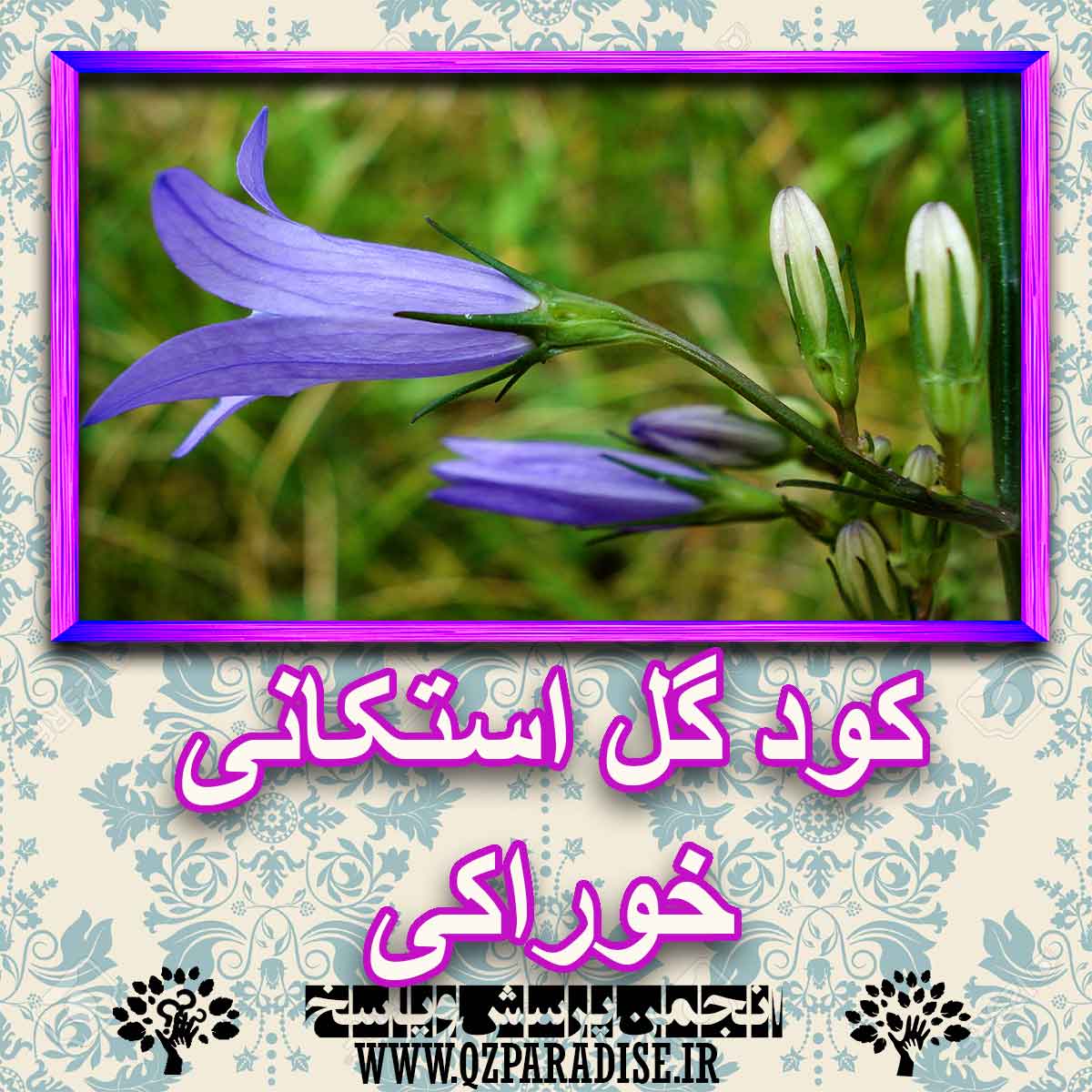 خواص استفاده از گل استکانی خوراکی را شرح دهید ؟ d5a49e33b4d477ad3905ad256dc06d5090ec4e48 227 - خواص استفاده از گل استکانی خوراکی را شرح دهید ؟