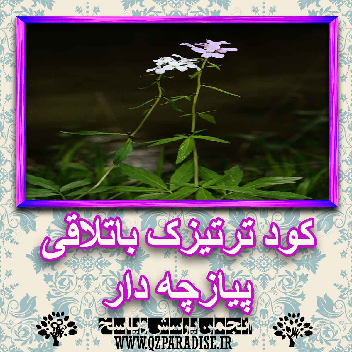 خواص استفاده از کود ترتیزک باتلاقی پیازچه دار را شرح دهید ؟ d66302f55697fa4e6fe485f745cdd1709ddaac06 227 - خواص استفاده از کود ترتیزک باتلاقی پیازچه دار را شرح دهید ؟