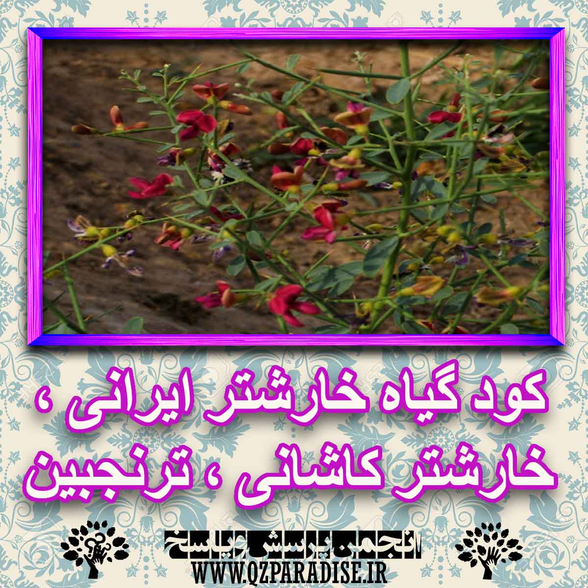 خواص استفاده از گیاه-خارشتر-ایرانی-خارشتر-کاشانی-ترنجبین.. را شرح دهید ؟ d66c474205b748196fd5e2cc35ca2e5b1b1d2346 227 - خواص استفاده از گیاه-خارشتر-ایرانی-خارشتر-کاشانی-ترنجبین.. را شرح دهید ؟