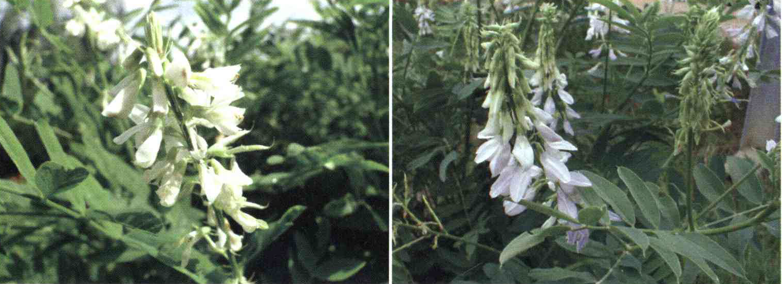 کود مناسب گیاه شیرین بیان سا ، شیرساز چیست و چه خاصیتی دارد؟ d6cc41e8ab0f53870b8d012484d8b03655e001cf 14 - کود مناسب گیاه شیرین بیان سا ، شیرساز چیست و چه خاصیتی دارد؟