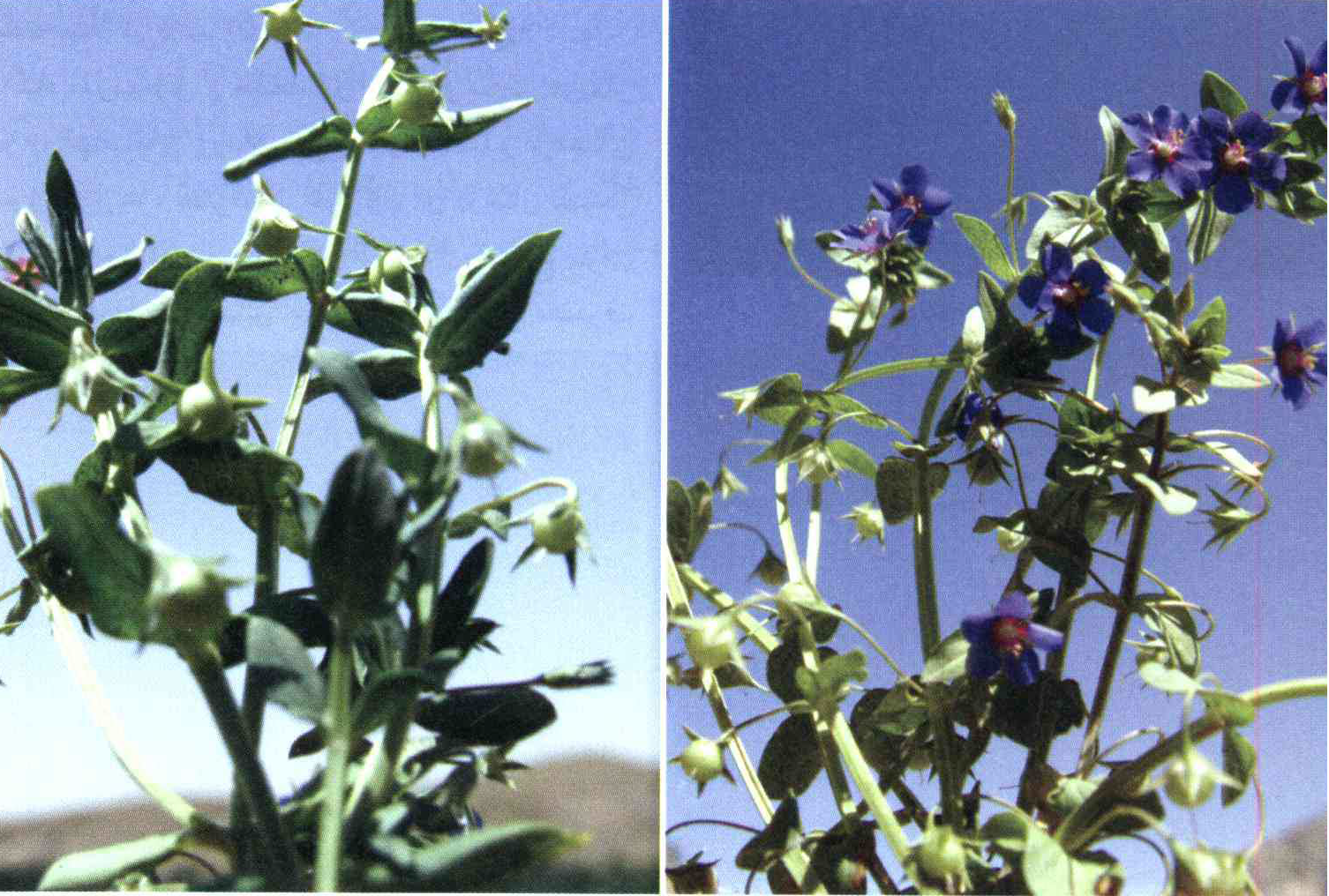 d73117deb86bcd9b364196ea16d73810ea296d3c 14 - کود مناسب گیاه آناغالیس چیست و چه خاصیتی دارد؟