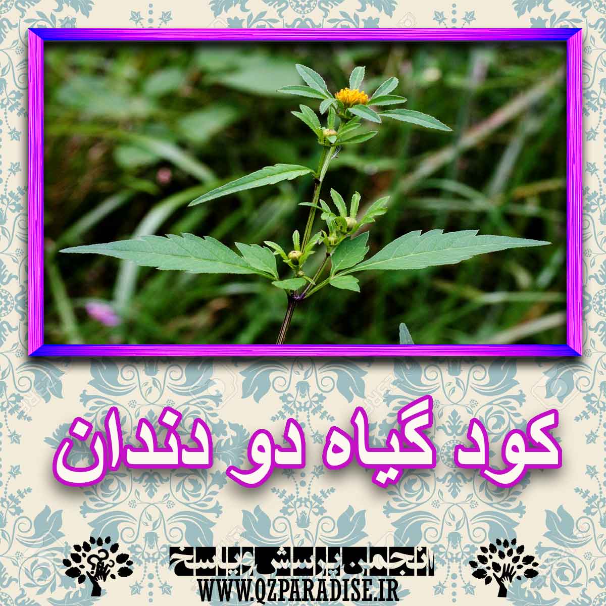 خواص استفاده از کود گیاه دو دندان شرح دهید ؟ d74087a6a1246380349ebbd5788f916124b78258 227 - خواص استفاده از کود گیاه دو دندان شرح دهید ؟