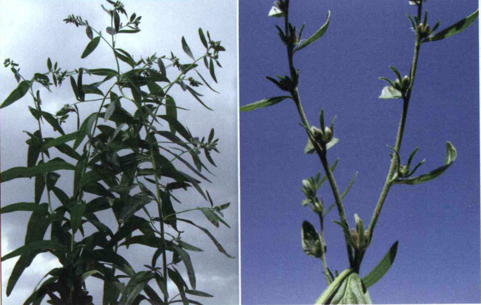 خواص استفاده از کود گیاه سنگدانه شرح دهید ؟ d7af34c06a68dbfe1b8645b81eb0c89824434b37 14 - خواص استفاده از کود گیاه سنگدانه شرح دهید ؟