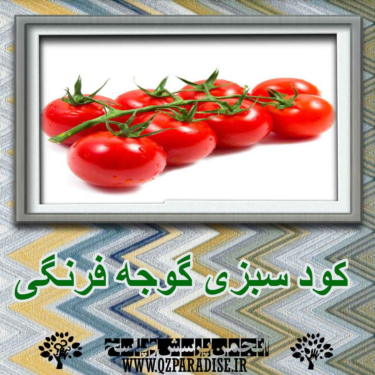کود سبزی گوجه فرنگی کاربردی دارد؟ d81631b57a18cf4eb71707752c341ca4dc7a1087 227 - کود سبزی گوجه فرنگی کاربردی دارد؟