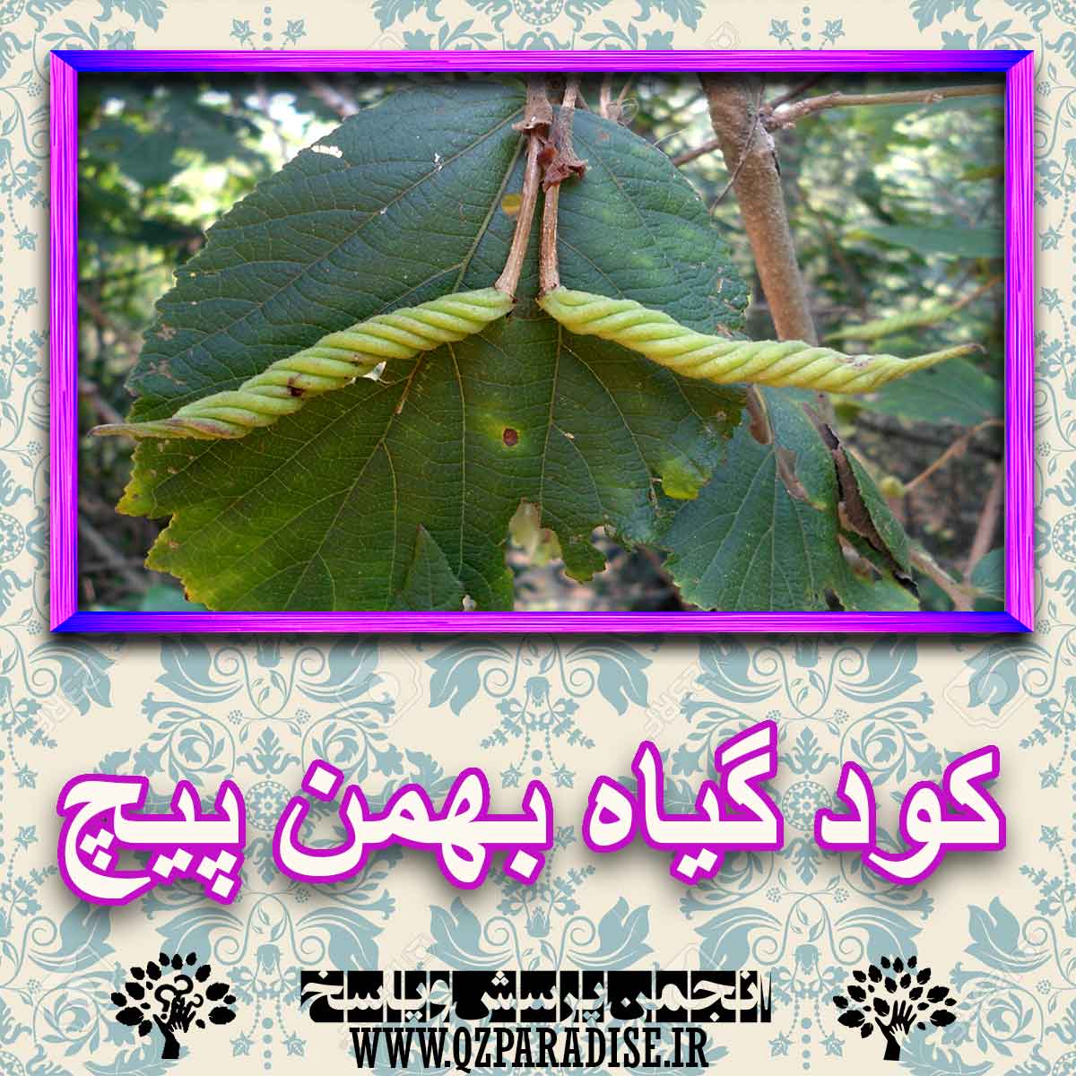 کود مناسب گیاه بهمن پیچ چیست و چه خاصیتی دارد؟ d872c0f1d153aefde39a467bb9300262eb72b1b4 227 - کود مناسب گیاه بهمن پیچ چیست و چه خاصیتی دارد؟