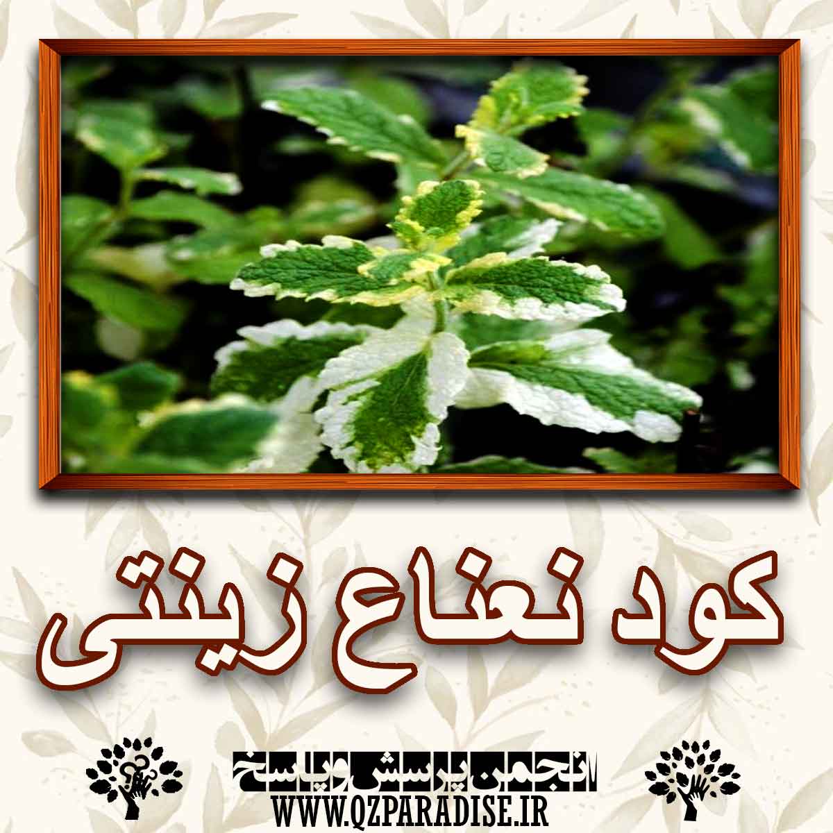 d8ae0f788062c4a423851321f2dcbdb890bcc4bf 227 - خواص استفاده از کود نعناع زینتی را شرح دهید ؟