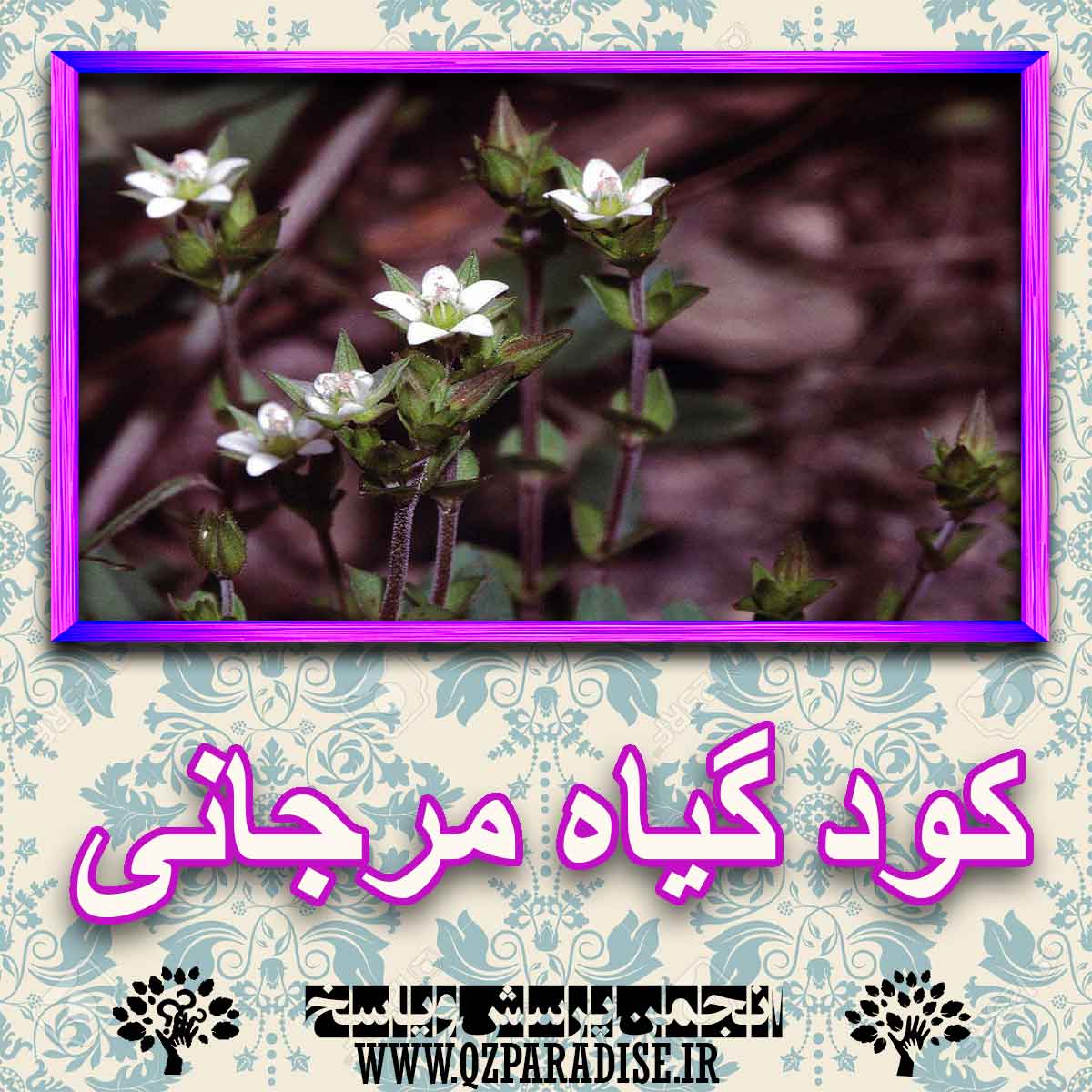 خواص استفاده از گیاه مرجانی را شرح دهید ؟ d8ea3be0ad88ba63d3441884e5f7e848fdd21a3d 227 - خواص استفاده از گیاه مرجانی را شرح دهید ؟