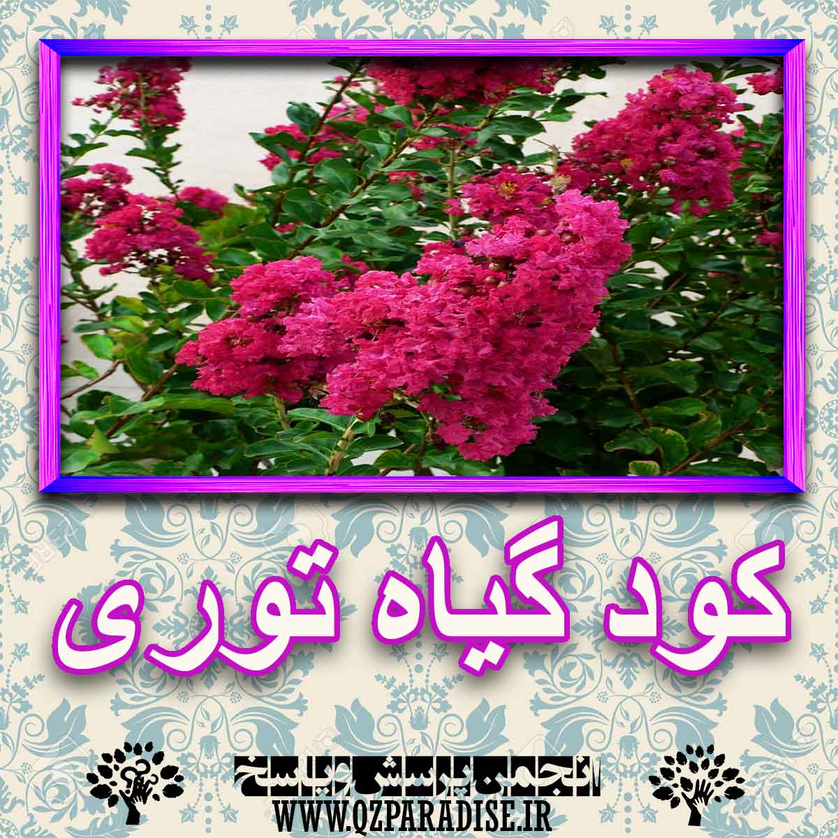 d9937b94f08b7804a81c93d00d8d65661e579170 227 - خواص استفاده از گیاه-توری را شرح دهید ؟