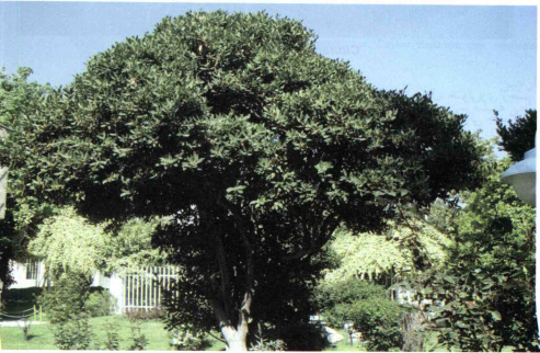 خواص استفاده از گیاه برگ بو مندارچه را شرح دهید ؟ d9a511326c42731bab5701ab30f7678f7e7a4ee3 358 - خواص استفاده از گیاه برگ بو مندارچه را شرح دهید ؟