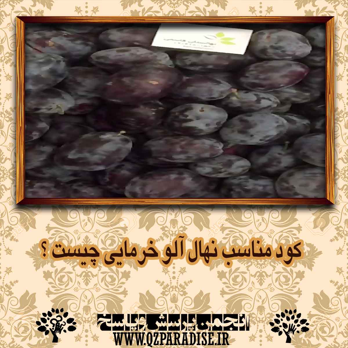 da1b5585da644143f10fa2b170970e66f70f87ea 14 - کود مناسب نهال آلو خرمایی چیست ؟