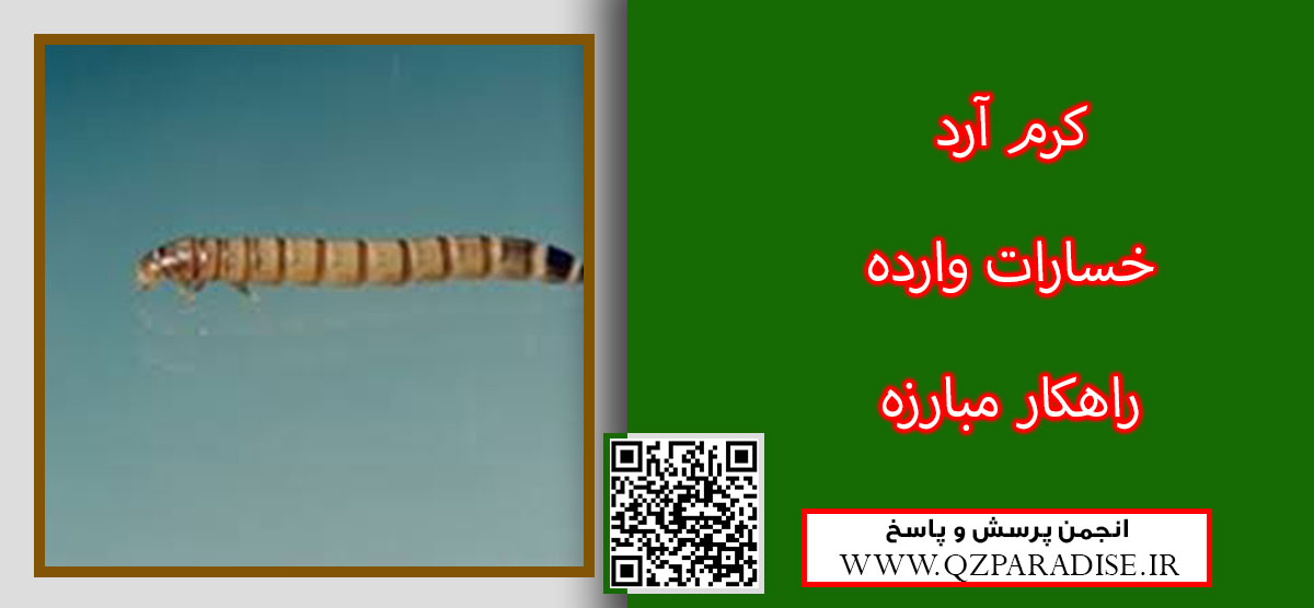 کرم های آرد را نام ببرید ؟ dac1c83e79f59133b05b6b95d512dffe2f4b5e78 14 - کرم های آرد را نام ببرید ؟