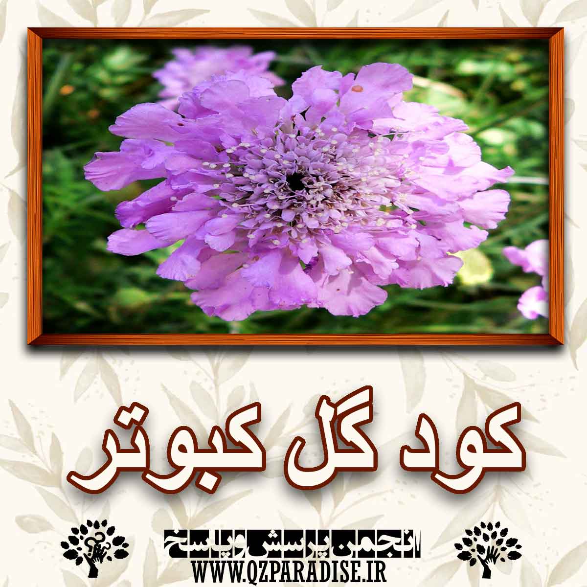خواص و فواید کاربردی کود گل کبوتر را شرح دهید ؟ db3d934d810b00b080b7b5cddfc1e4c7fd433f3c 227 - خواص و فواید کاربردی کود گل کبوتر را شرح دهید ؟