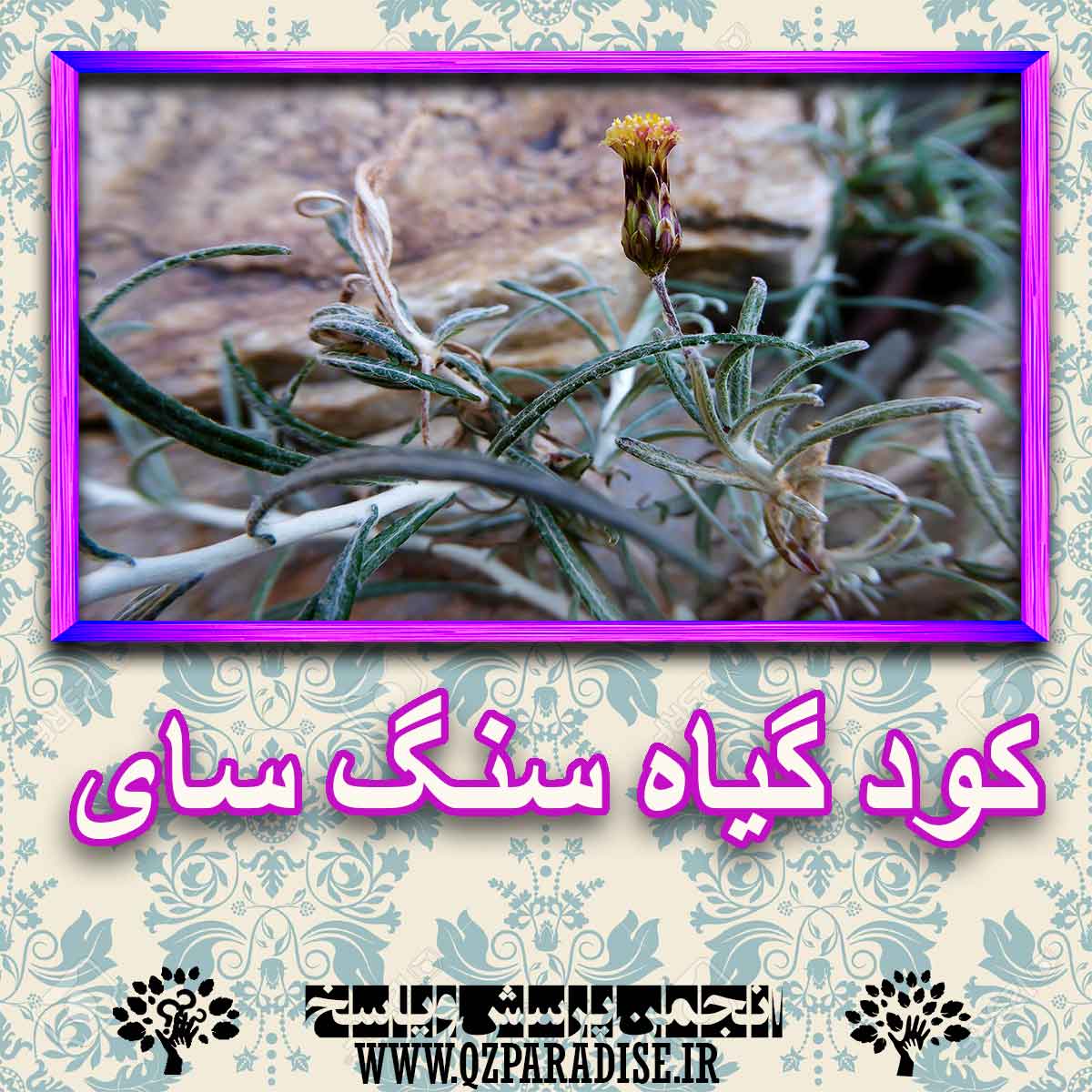 خواص استفاده از کود گیاه ستگ سای شرح دهید ؟ db5a84b40d8faaa573701ae2af2c01180b328989 227 - خواص استفاده از کود گیاه ستگ سای شرح دهید ؟