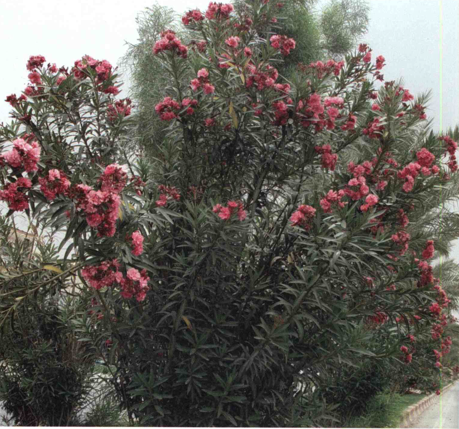 خواص استفاده از کود گیاه خرزهره را شرح دهید ؟ dc4c03fcbb1f230eb7c04a74a7bacbc7abced1dd 14 - خواص استفاده از کود گیاه خرزهره را شرح دهید ؟